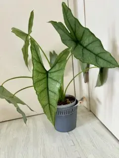 miumiummm様 リクエスト 2点 まとめ商品