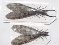 希少種 オオキバヘビトンボ 標本 ペア A.asiatica - メルカリ