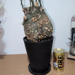 アデニアプセウドグロボーサ ペチュエリーバリーアクレアータホリダス
