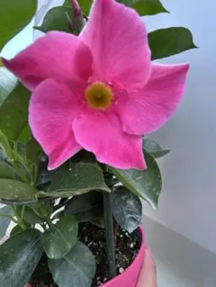 マンデビラ つぼみ付きピンク 拔き苗2株 つる性 夏の主役