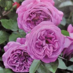 あっち様専用です