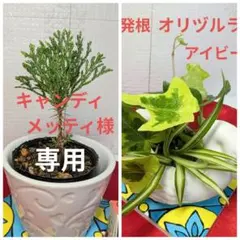 キャンディメッティ様 リクエスト 2点 まとめ商品