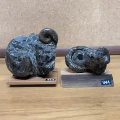 アンモナイト化石 (343.344)