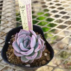 あぃ様 リクエスト 3点 まとめ商品