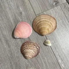貝殻セット　多様な色とサイズ