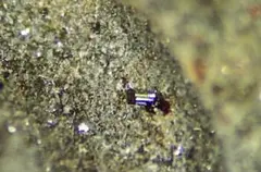 【鉱物標本】ドイツ産　レーン石