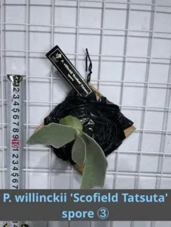 ビカクシダ スコフィールドタツタ - メルカリ