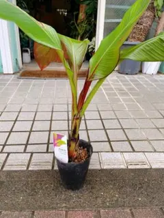 存在感の大株 ムサノノ 深い葉色 一点物 沖縄育ち 5号 - メルカリ