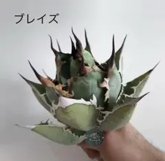 2026年最新】アガベ イランの人気アイテム - メルカリ