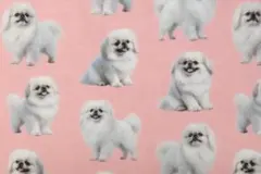 【ゆきちゃん限定】X2399-3 ペキニーズ ホワイト ピンク 生地 1m