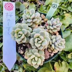 ✾③桜のしずく　抜き苗　めでるさん苗　多肉植物