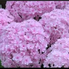 2026年最新】紫陽花挿し木の人気アイテム - メルカリ
