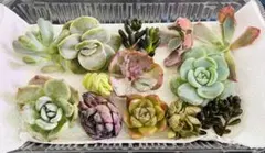 多肉植物　エケベリア　韓国苗　カット苗　寄せ植えセット　詰め合わせ　ワンコイン