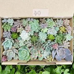 ✾40ちまちま寄せ植え　カット苗　多肉植物　寄せ植えセット　詰合せ　ゆうパケットのサムネイル