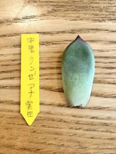 中里リンぜアナ札のみ 2025年最新】中里リンゼアナ 札の人気アイテム - メルカリ
