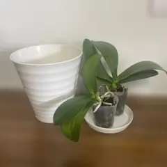 ミディ　白　胡蝶蘭切り株　2個セット