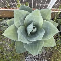 希少！オバティフォリアドワーフ　コンパクタ 希少！オバティフォリアドワーフ コンパクタ