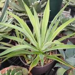 2026年最新】デスメティアーナの人気アイテム - メルカリ