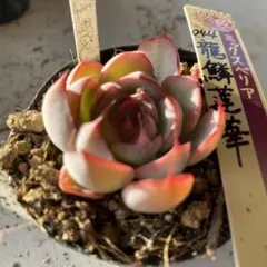 2026年最新】龍鱗蓮華の人気アイテム - メルカリ