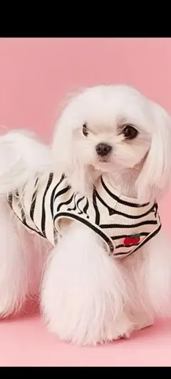 Item thumbnail for item 1a63c7fe-41a7-473d-95cb-8c14d478a7f4