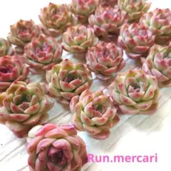 多肉植物〈カット苗〉☆ファンタジーネビュラ20ケ☆寄植えに♥