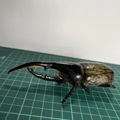 2026年最新】標本 ヘラクレスの人気アイテム - メルカリ