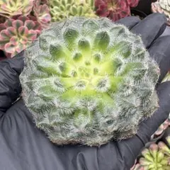 SORA♡今は購入専門です❤︎様 リクエスト 10点 まとめ商品