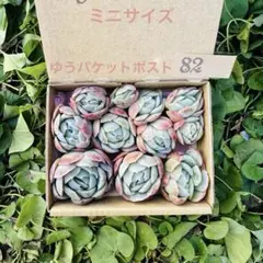 多にっこり様 リクエスト 3点 まとめ商品