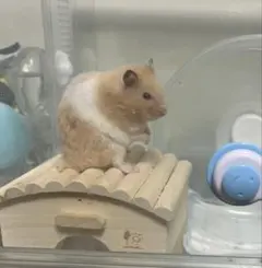 Item thumbnail for item 6123e8a6-31ae-42de-9e94-9dc032099240