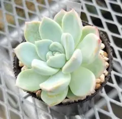 yoshi（プロフ見てね）様 リクエスト 3点 まとめ商品