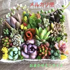 多肉植物♡おまかせ韓国苗セダム詰め合せ♡ちまちま寄せ植えカット苗セットx
