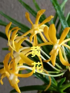 【黄花】風蘭　富貴蘭　着生蘭　フウランのサムネイル
