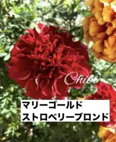 ❤️希少！マリーゴールドストロベリーブロンド 種１０➕５粒 【正規品】