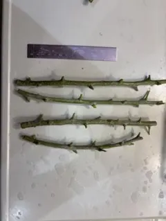 Kz様 リクエスト 2点 まとめ商品