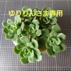 ゆりりんさま専用　みどり牡丹