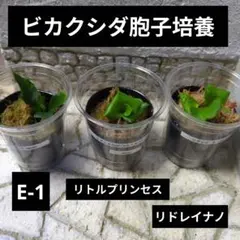 速達ビカクシダ胞子培養セット⑥　E-1　リドレイナノ　リトルプリンセスのサムネイル