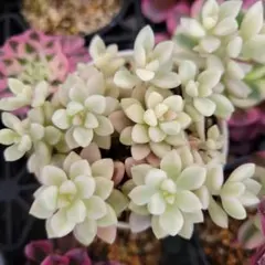 みー様 リクエスト 3点 まとめ商品