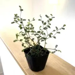 F２Ｍ3様 リクエスト 2点 まとめ商品