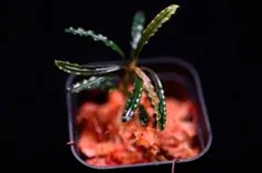 Bucephalandra sp