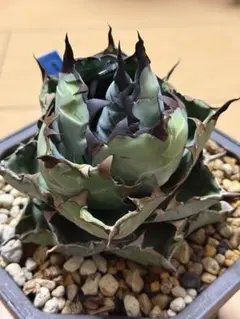 2025年最新】ブラックアンドブルーの人気アイテム - メルカリ