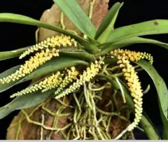 ［洋蘭原種］Pomatocalpa spicataのサムネイル
