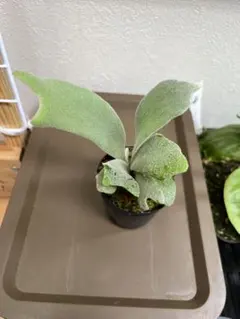 P. willinckii OMG 胞子体前葉体S２ P.willinckii OMG 前葉体 胞子体 ビカクシダ 54 - メルカリ