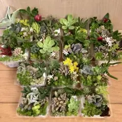 限定1 多品種　カラフル　育て方メモ　多肉　紅葉が綺麗❤️14つセット寄せ植え