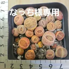 なっち様 リクエスト 3点 まとめ商品