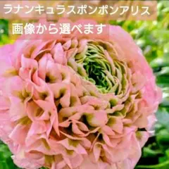 宿根草【ラナンキュラス】サクセス『ノンノアントニオ』5号【バイ