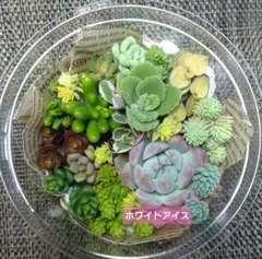 2026年最新】多肉植物エケベリア寄せ植えセット多肉弁当の人気アイテム