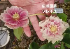 しましま様専用 ヴェールウッズ苗 - メルカリ