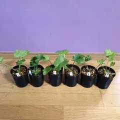 2026年最新】ラナンキュラス ポスポロスの人気アイテム - メルカリ