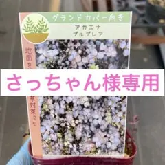 さっちゃん様専用