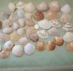 貝殻セット（中）